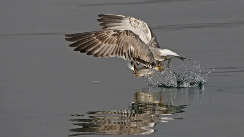 Bird catches fish from the Kinneret
