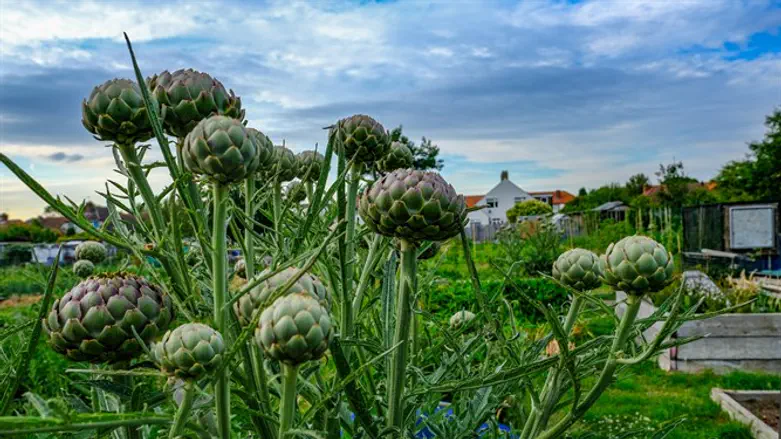 Artichokes ready to harvest
