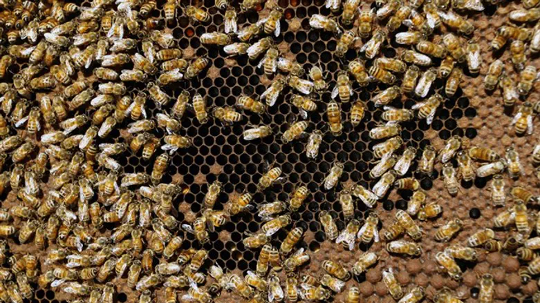 התקיפו. דבורים