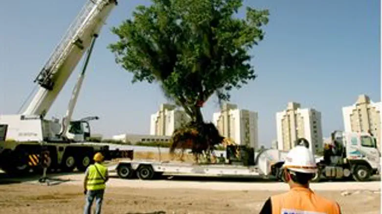 העתקת עץ השקמה העתיק