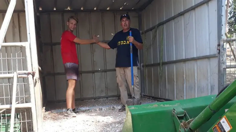 עובדים באורווה