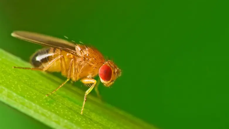 Fruit fly
