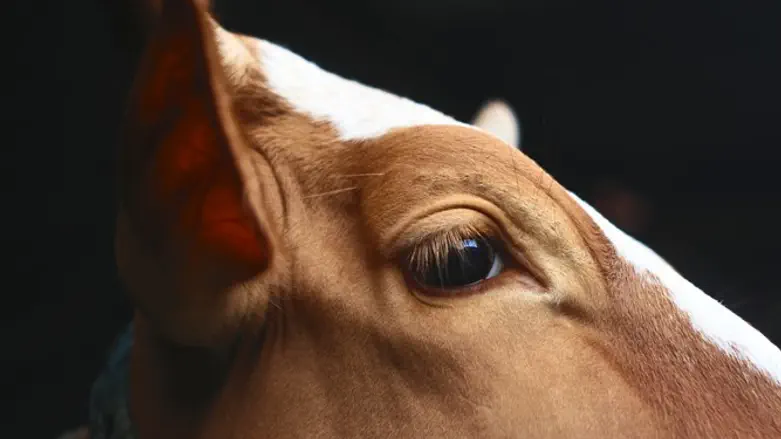 Cow