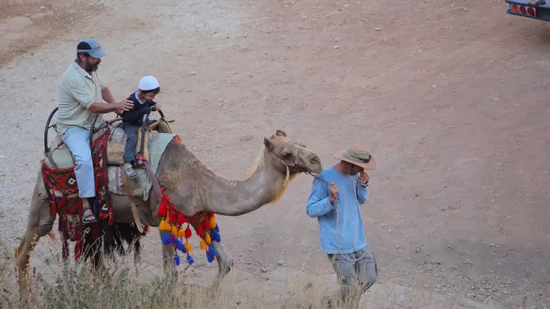 רכיבה על גמל