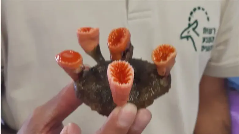 אחד האלמוגים שהוברחו