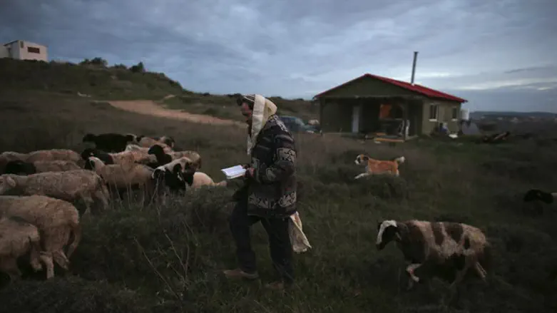 Jewish shepherd in Samaria