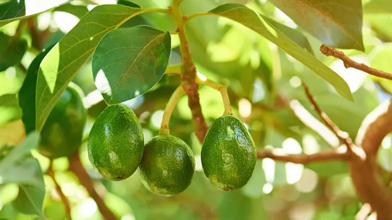 Avocado growing on tree