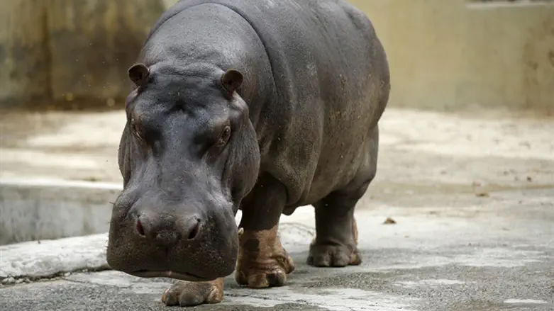 hippopotamus