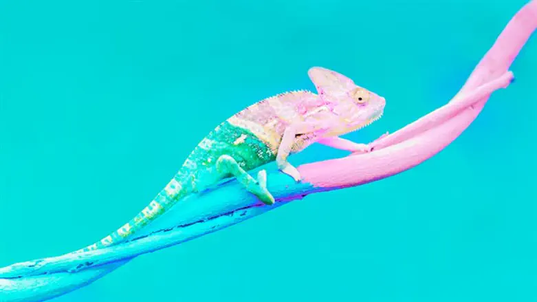 זיקית בתהליך הסוואה