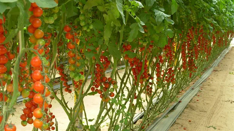 החקלאים מאיימים בפנייה לבג"ץ. 