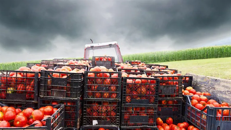 Tomatoes ready for shipping