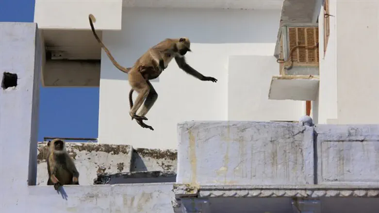 הקופים גונבים מהבתים ומהאנשים