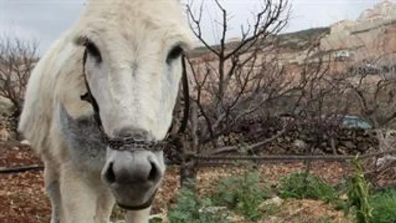 חמור. אילוסטרציה