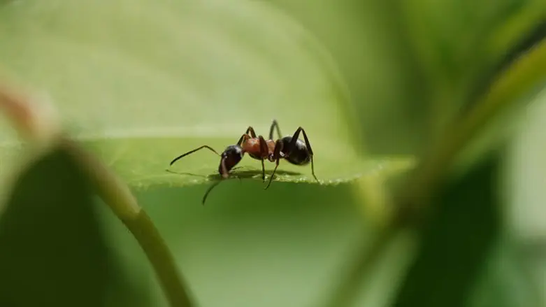  ant 