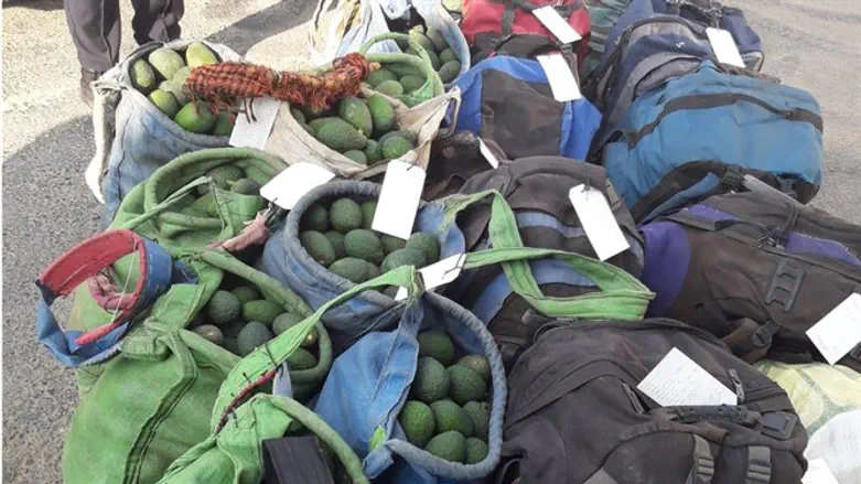 אבוקדו שנגנב