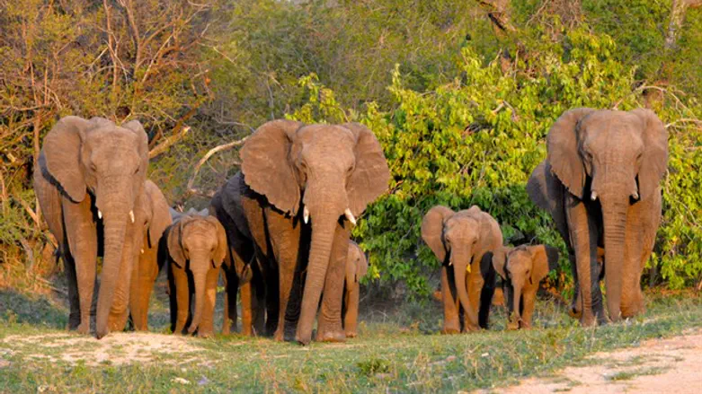 נבחרת העיסוי החדשה שלכם?
