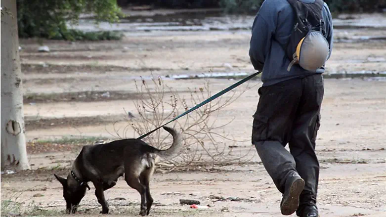 Rescue dog and handler search for missing person