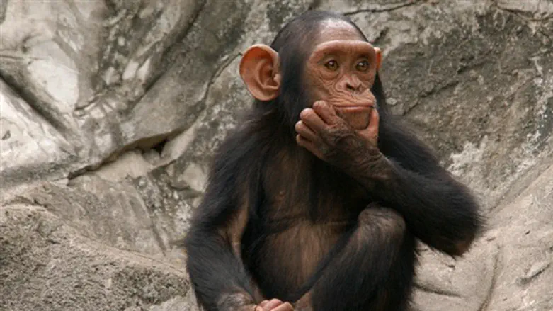 עוד קוף ששוקל הסבה למלצרות?