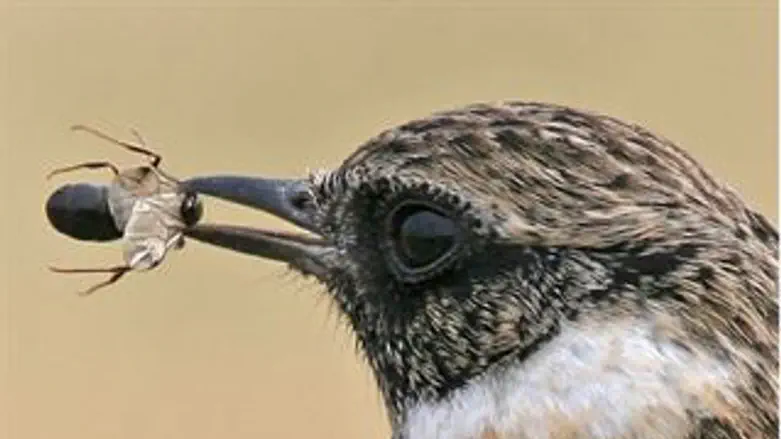 הנה אחד שלא ידע להריח הבל פה...