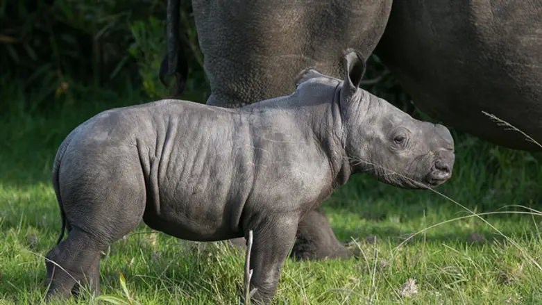 Baby rhino