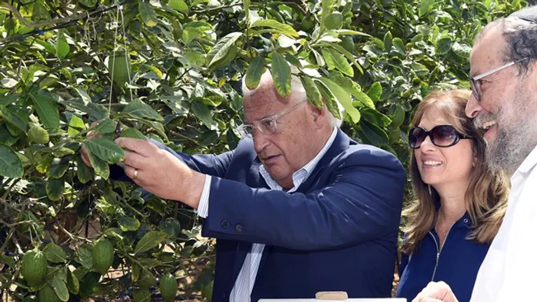 Ambassador picking etrog