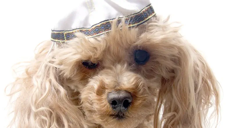 נכנס לעול מצוות?