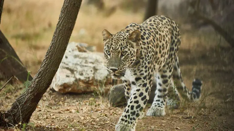 Какое он получит имя?