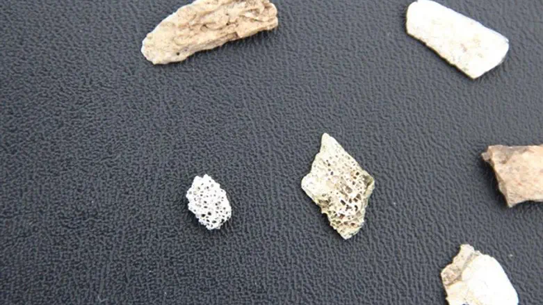 שרידי עצמות שנפלטו מהקרקע