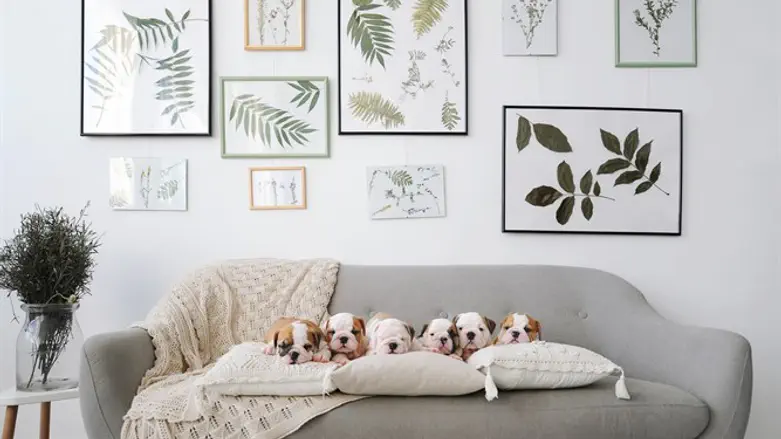 הסוף לתמונות על הקיר?