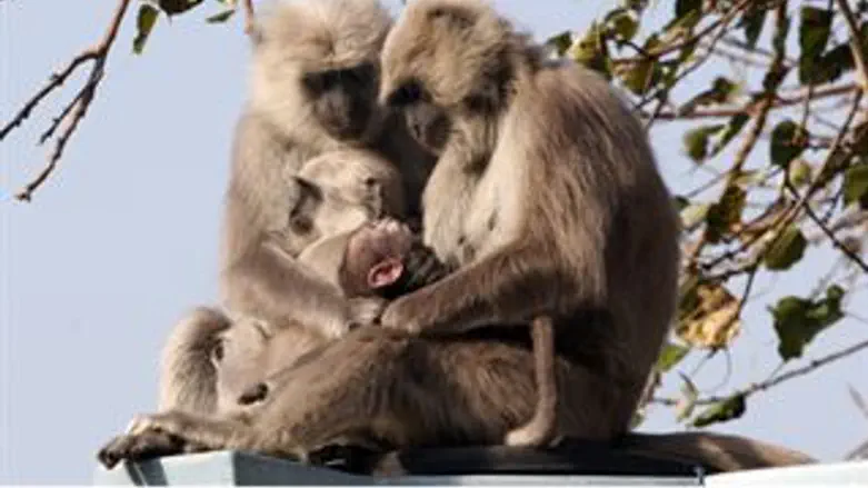 למצולמים אין קשר לאמור בכתבה...