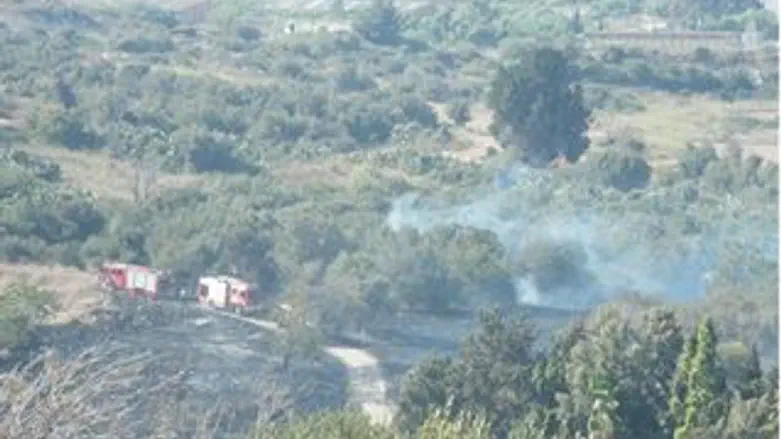 עץ הברוש בשולי השריפה