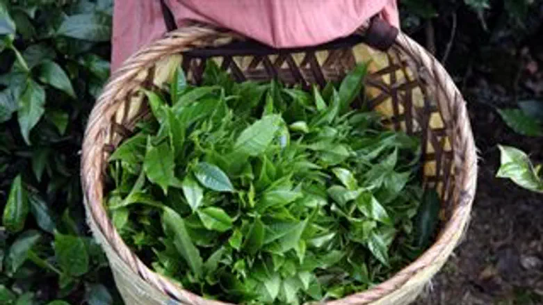 עלים מחשמלים. בקרוב