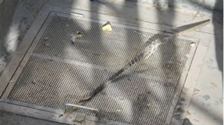 המכסה אותו ניסו לגנוב