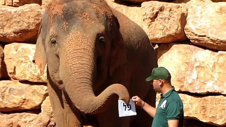 בחירות בגן החיות