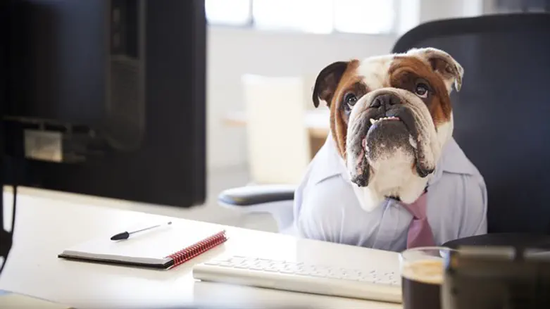 ראש העיר הבא?