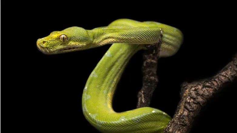 זה נחש או ציפור?