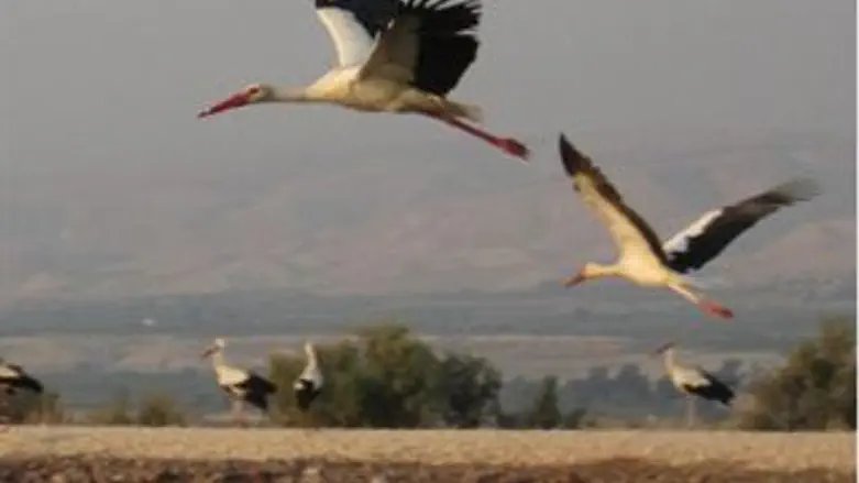 החסידות במעופן