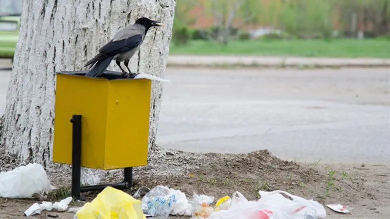 המנקה המקורי של הטבע