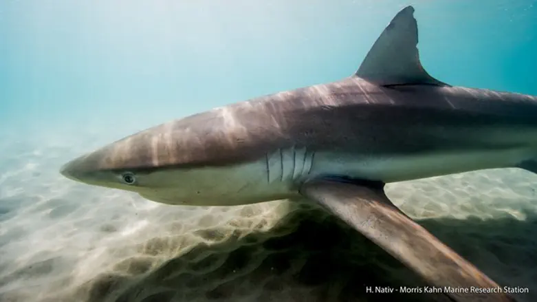 אחת הכרישות