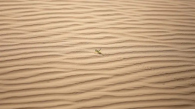 Halutza sand dunes in Southern Israel