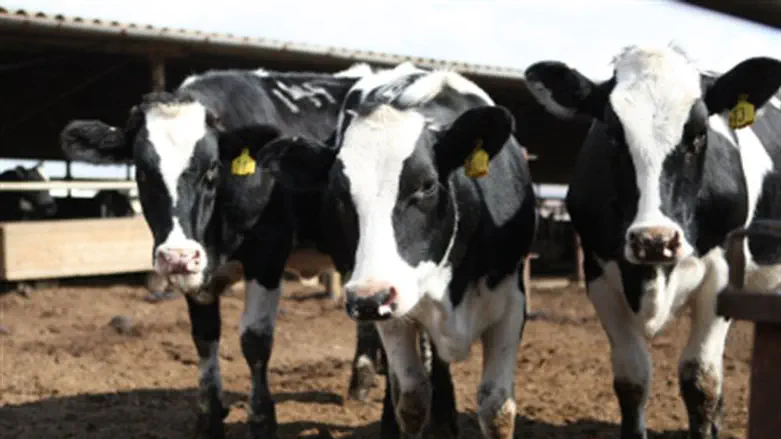 אילוסטרציה