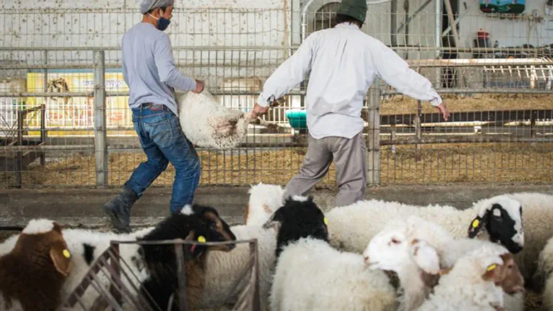 Farm for growing sheep in Southern Israel