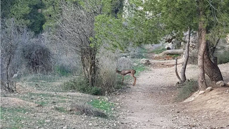 צבי בעמק הצבאים