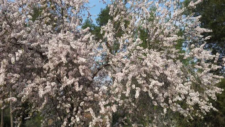 השקדיה פורחת