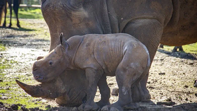 הקרנפית הגורה סמוך לאמה
