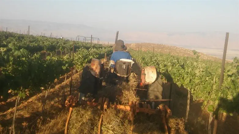 הכרם של משפחת שדה