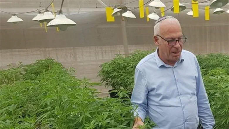 השר אריאל בחווה לגידול קנביס רפואי
