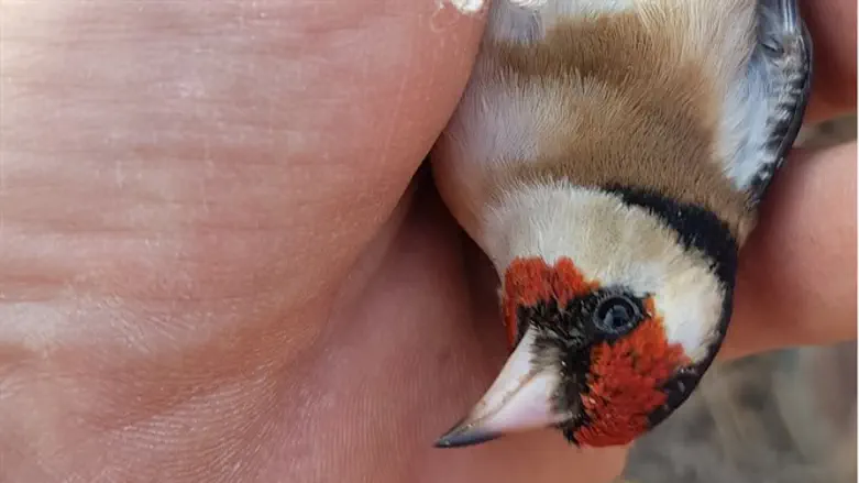 ציד לא חוקי של ציפורי שיר 