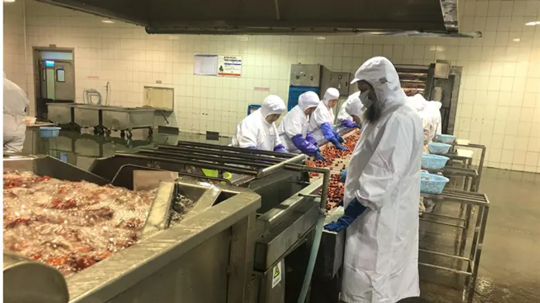 מפעל הכשר בסין