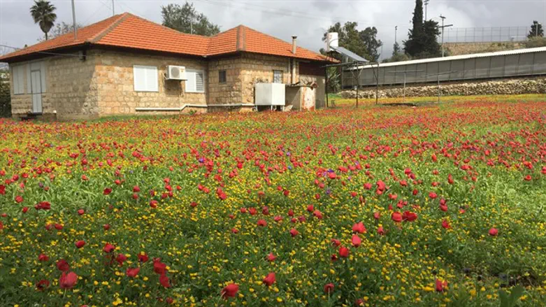 כלניות במושב מעונה